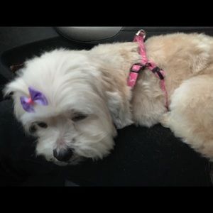 Meet your Posher, Janet